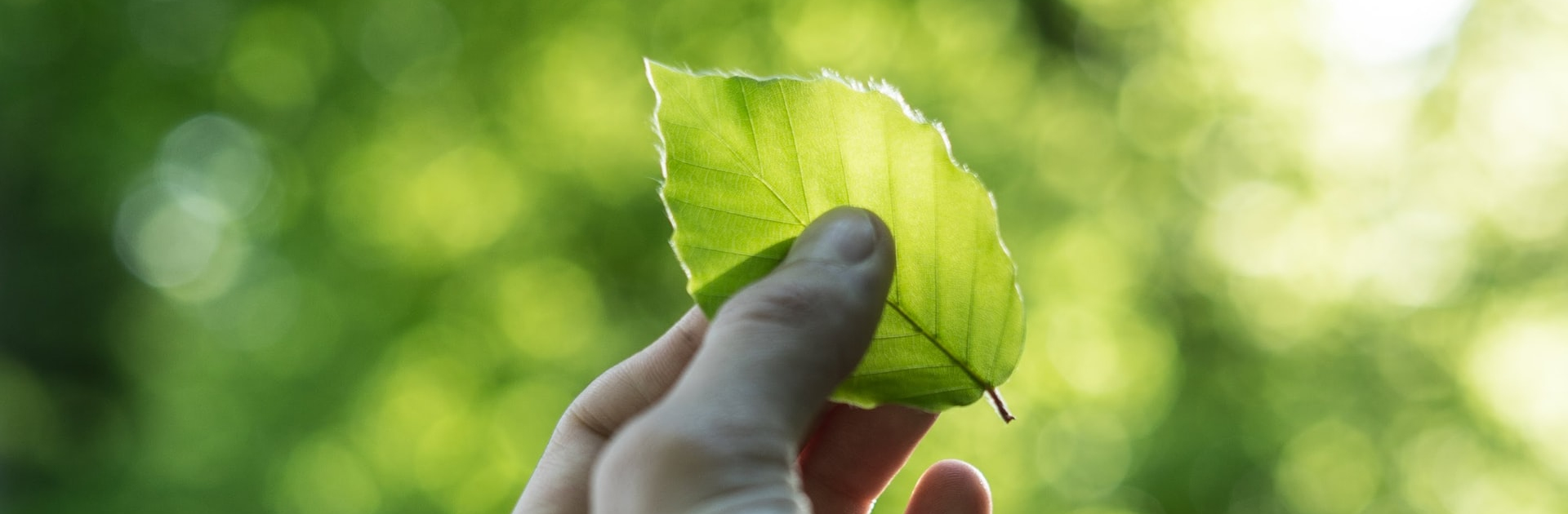 Mano sujetando una hoja